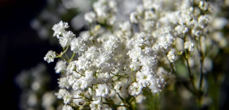 How Much Are Baby Breath Flowers?
