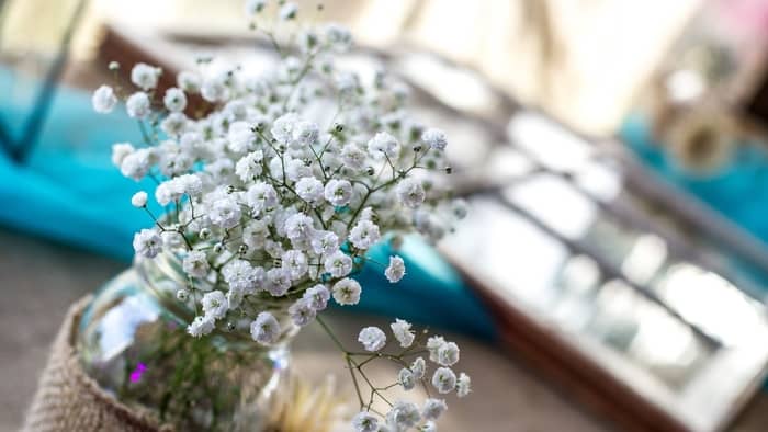  how much are baby breath flowers