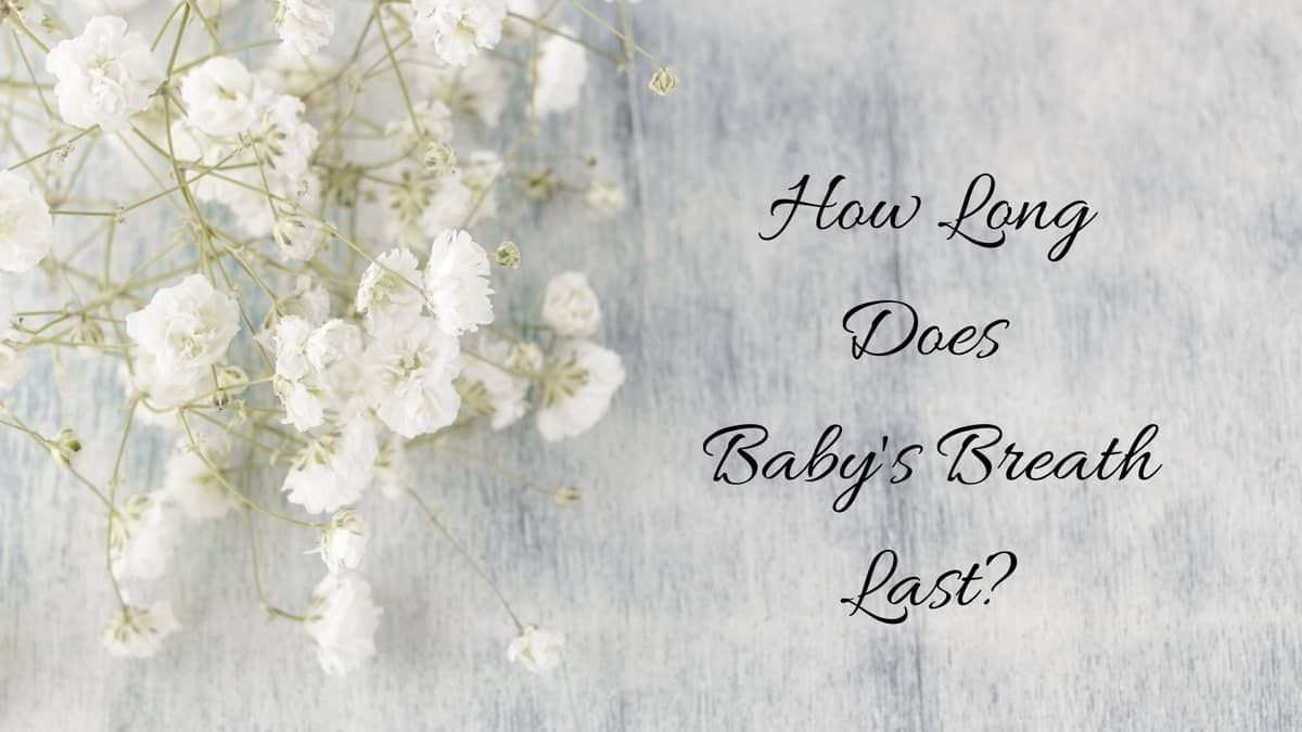 How Long Does Baby's Breath Last