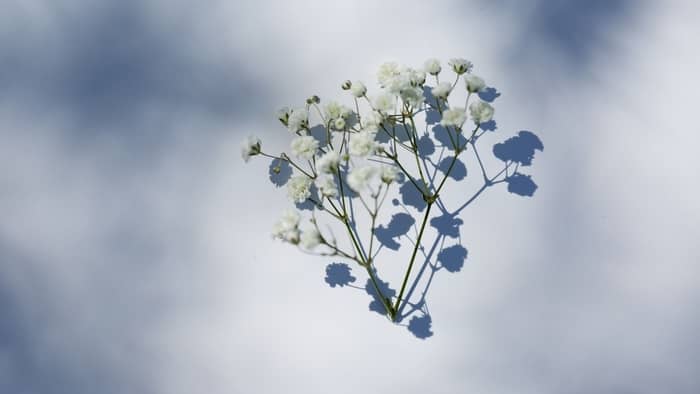  how long does babys breath last without water